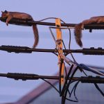 Squirrel power line